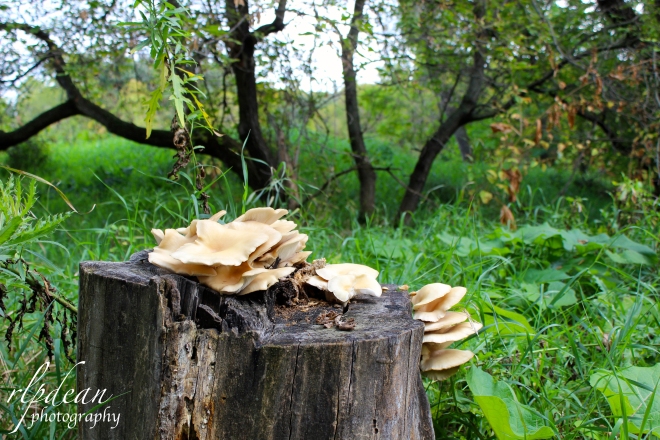 Mushrooms 2015